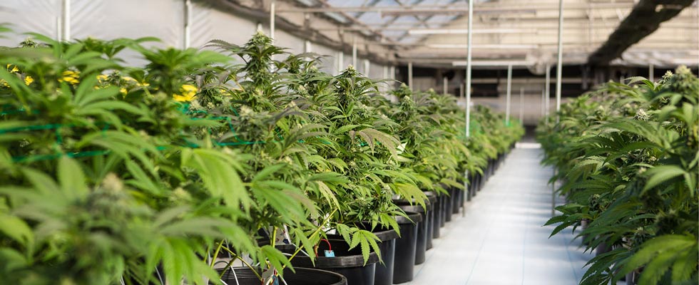 A nursery showcases several hemp plants. 