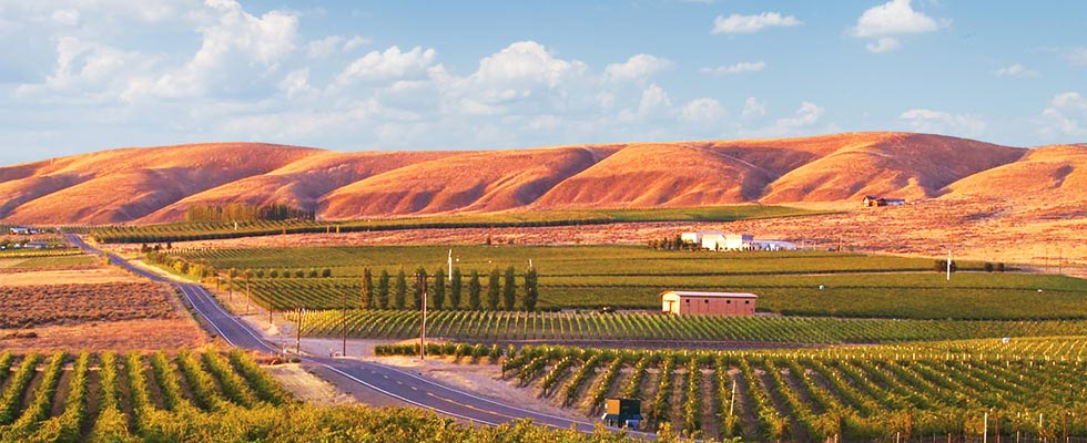 A landscape view of a tree fruit orchard