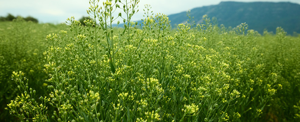 The camelina plant is pictured, a feedstock for renewable propane.