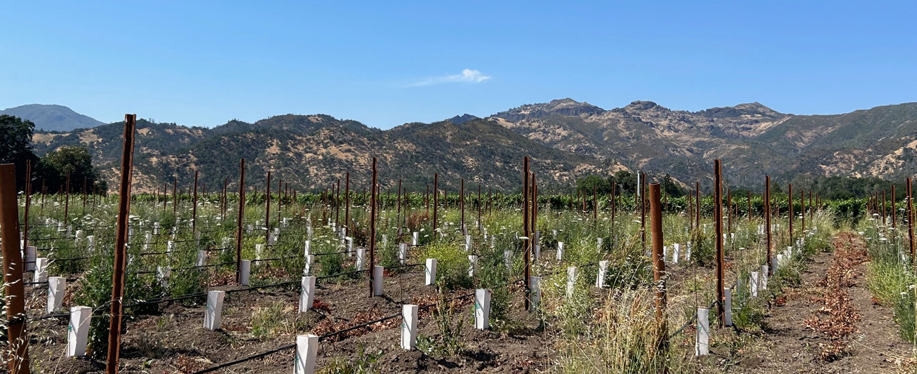 Fisher vineyard rows