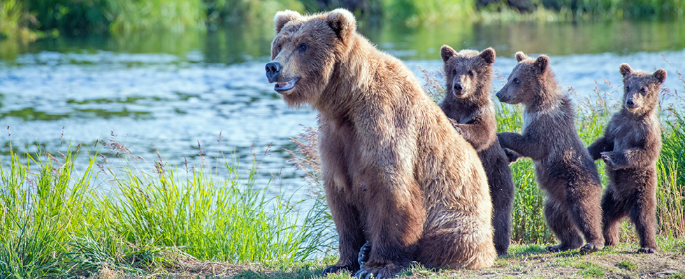A mother bear and her three cubs are part of this article's story about safety in the wilderness and propane insurance compliance.