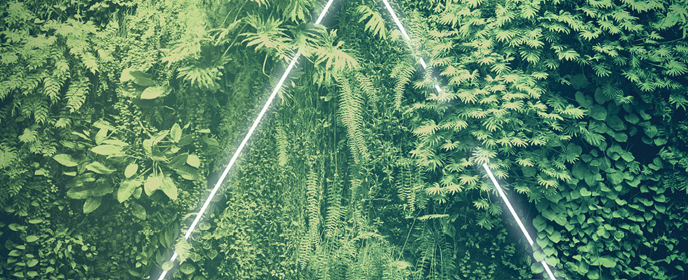 A glowing triangle is pictured in a canopy of luscious greenery.