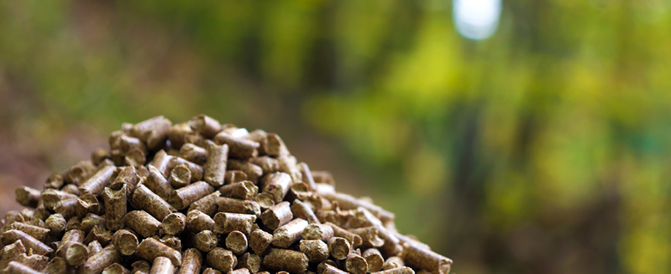 Woody biomass is pictured with a forest backdrop.