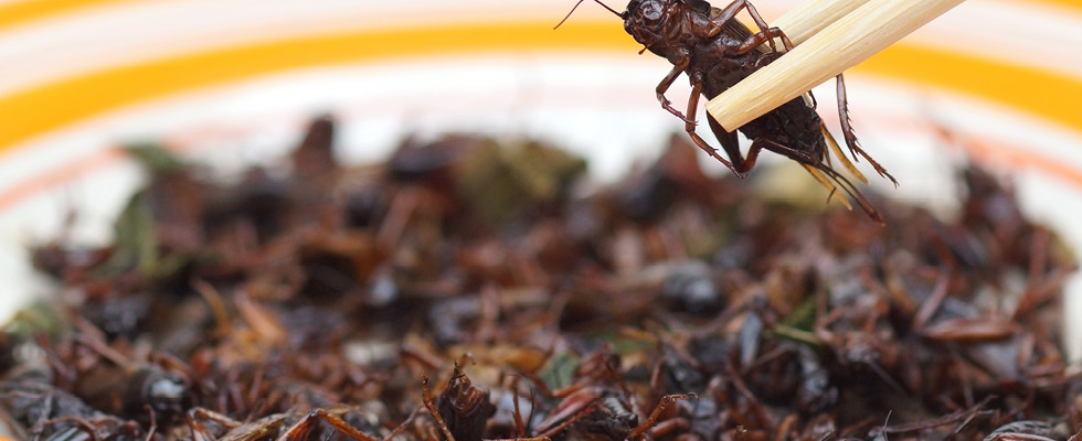 With a pair of chopsticks, a dead cricket is picked out of a bowl full of crickets to eat