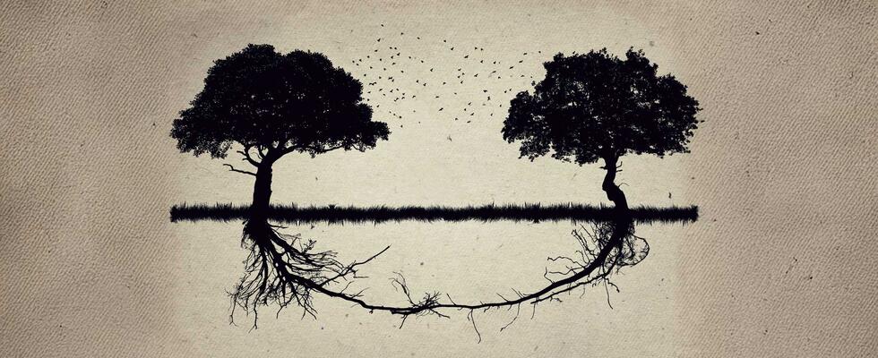 Two trees are interconnected by the same root system, symbolizing successful propane acquisition strategies.