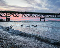 A sunset behind a bridge with birds swimming in the water to indicate the Line 5 Pipeline region