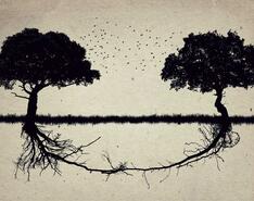 Two trees are interconnected by the same root system, symbolizing successful propane acquisition strategies.