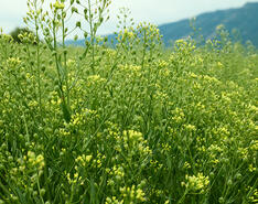 A field of green plants with mountains in the background