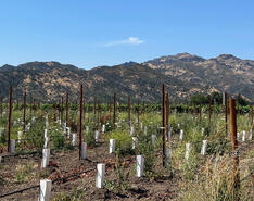 Fisher vineyard rows