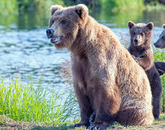 A mother bear and her three cubs are part of this article's story about safety in the wilderness and propane insurance compliance.