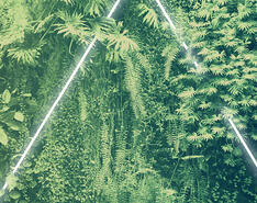 A glowing triangle is pictured in a canopy of luscious greenery.