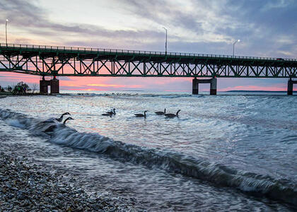 A sunset behind a bridge with birds swimming in the water to indicate the Line 5 Pipeline region