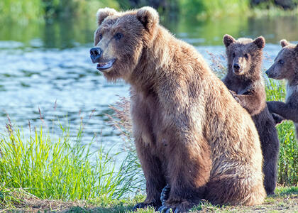 A mother bear and her three cubs are part of this article's story about safety in the wilderness and propane insurance compliance.