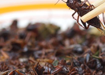 With a pair of chopsticks, a dead cricket is picked out of a bowl full of crickets to eat