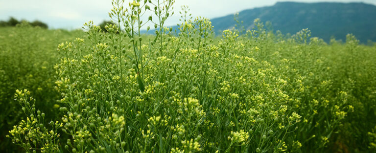 Navigating the Market for Renewable Propane